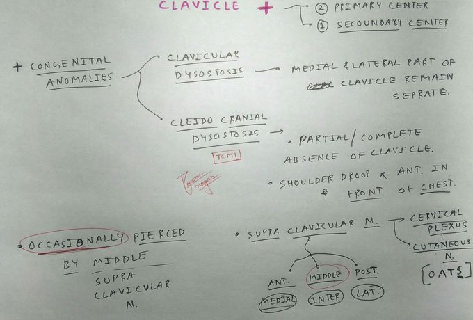 Clavicle bone Clinical