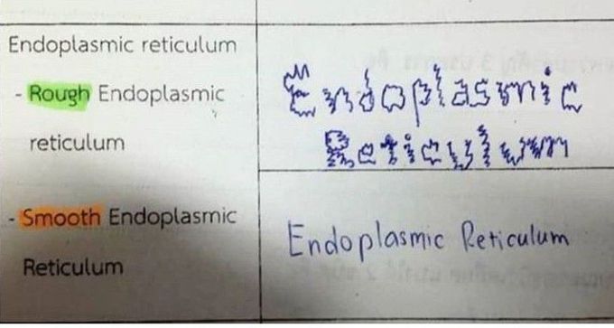 Endoplasmic reticulum