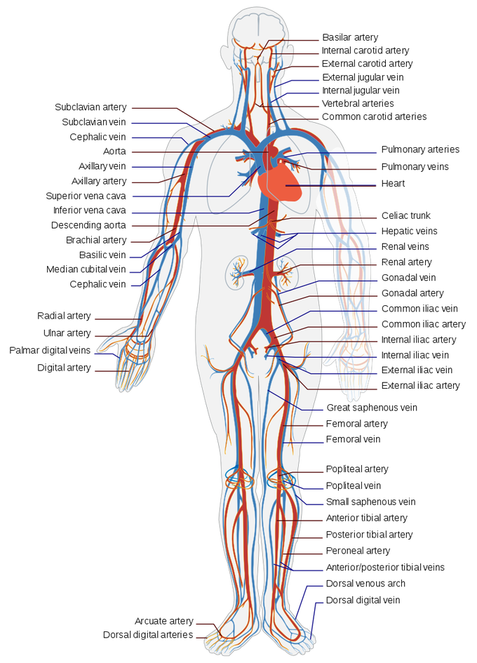 Circulatory system