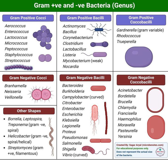 Gram Positive and Gram Negative Genus