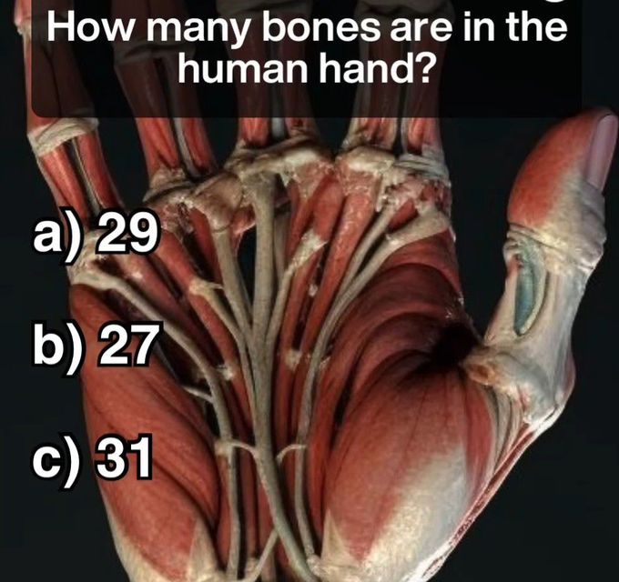 Identify the Number of Bones