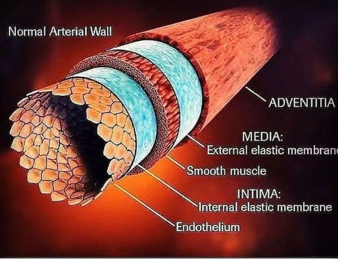 Artery