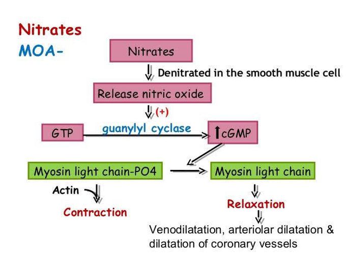 Nitrates Mechanisms of Action
