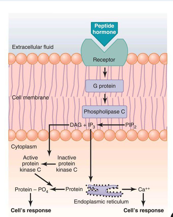 Cell membrane phospholipid second messenger system