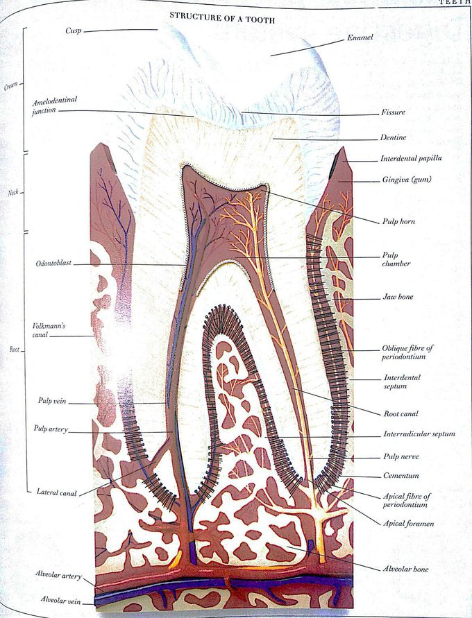 Structure of Tooth!
