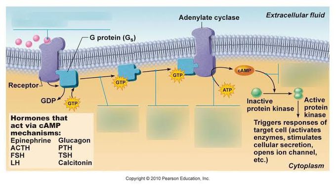 cAMP Mechanism of Hormone Action