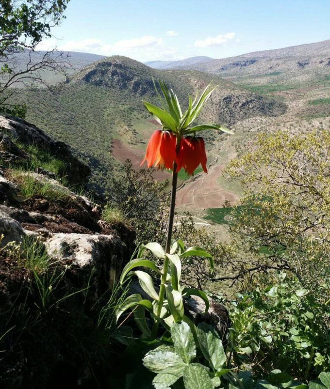 Iran,ilam,zagroos drrezahasanzad