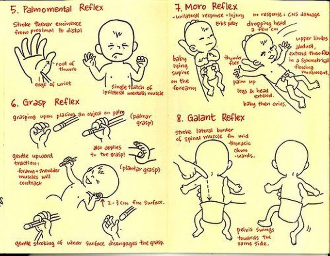 primitive reflexes-2