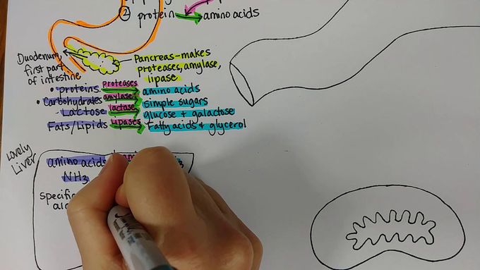 Liver Enzyme Examples