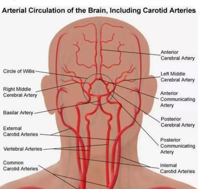Arterial Circulation of the Brain