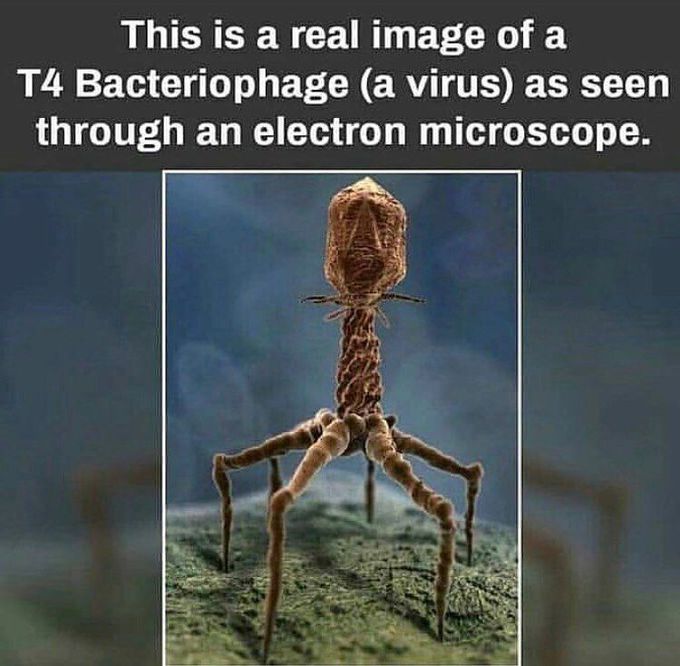 T4 BACTERIOPHAGE