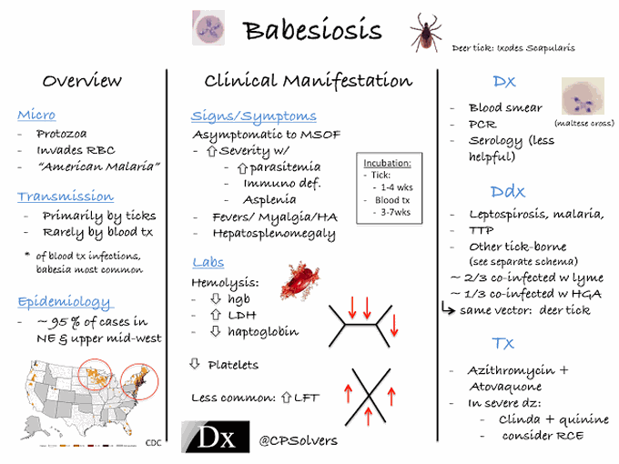 Babesiosis