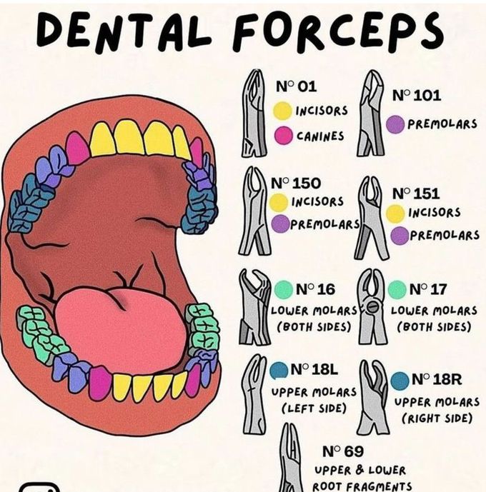 Dental Forceps