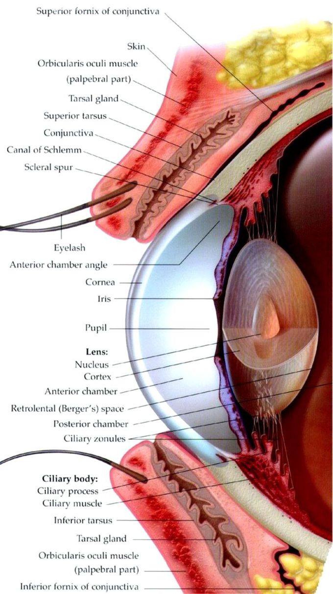 Anatomy Of Human Eye 👁️