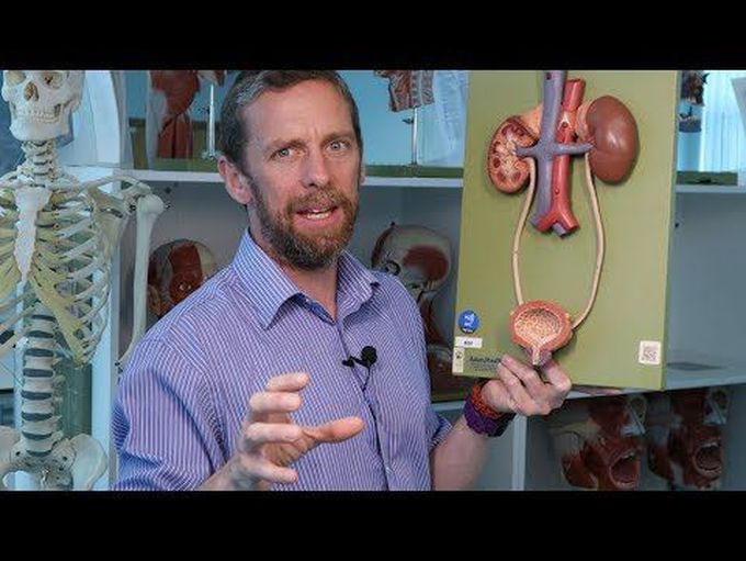 Male and Female Urethra- Structure, Parts and Neurovasculature