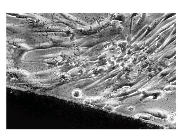 Noncytotoxic interaction