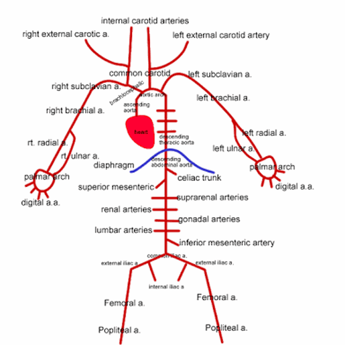 Artery Supply Of Human Body