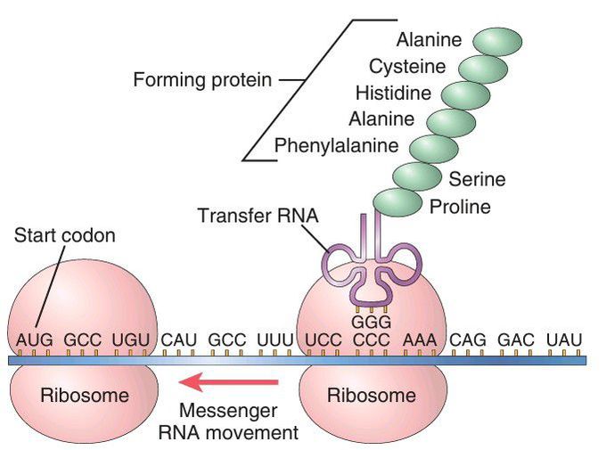 Working of RNA molecules