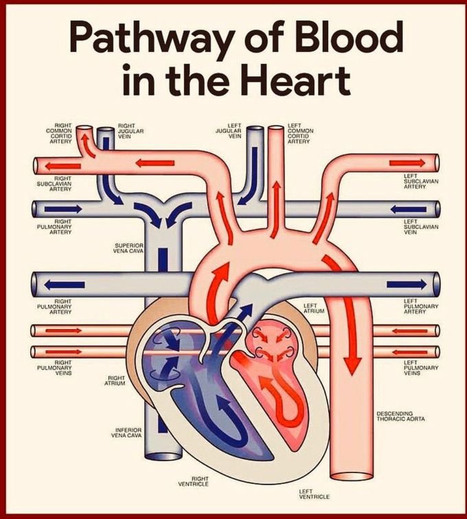 Complete pathway of blood