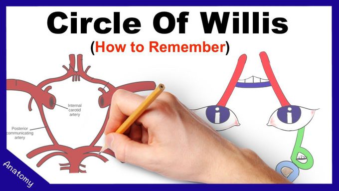 Circle of Willis Mnemonic