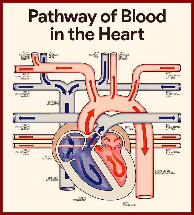 Pathway of Blood in Heart