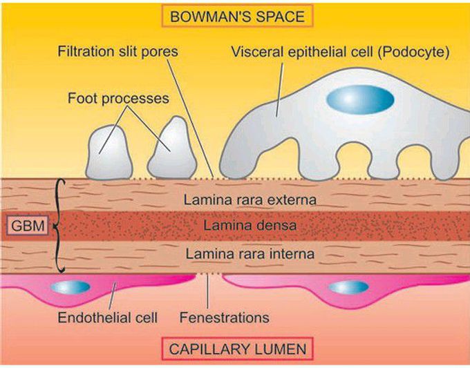 Glomerular filtration barrier