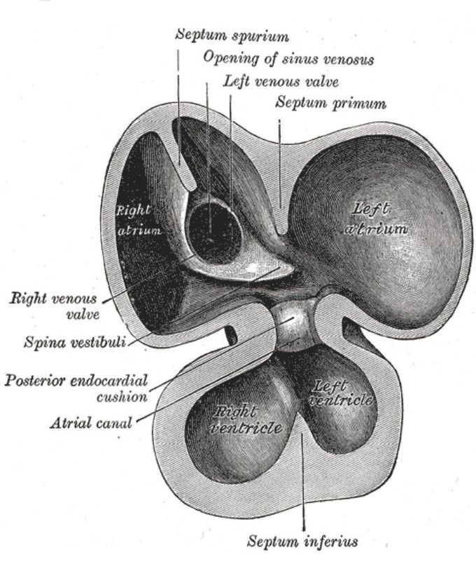 Endocardial cushion