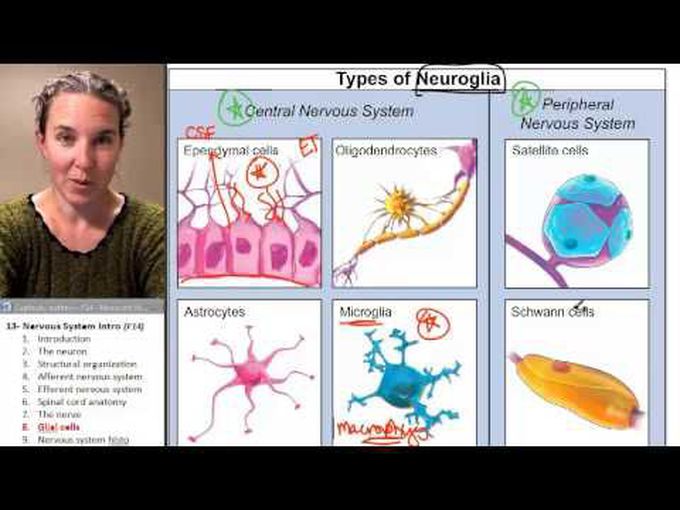 Types of Neuroglia
