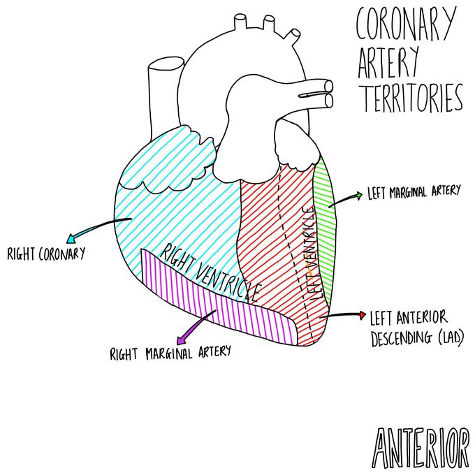Coronary Artery Territories - Anterior