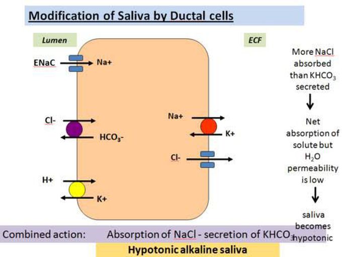 Modification of Saliva by ductal cells