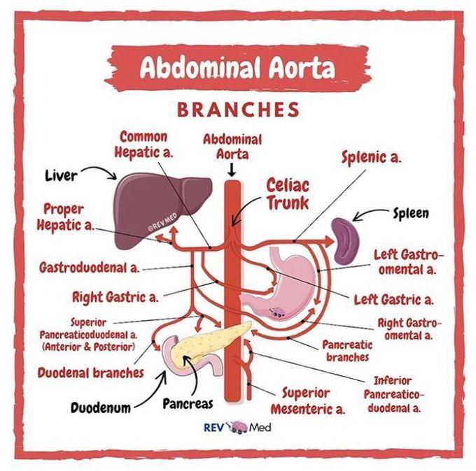 Abdominal Aorta Branches