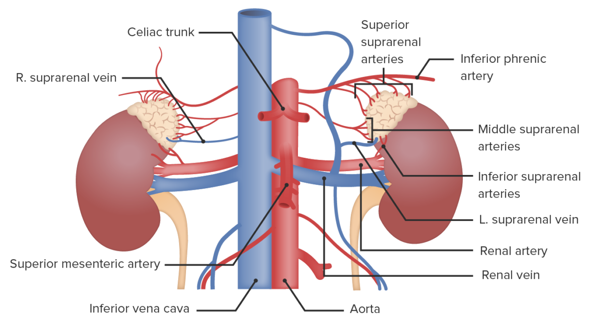 this-is-how-blood-supply-of-adrenal-gland-looks-like-medizzy