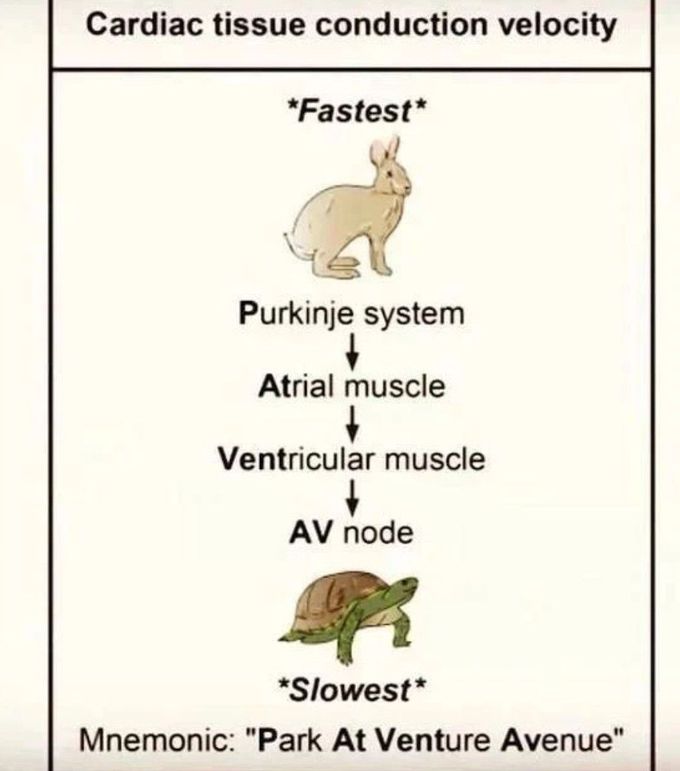 Conduction Velocity