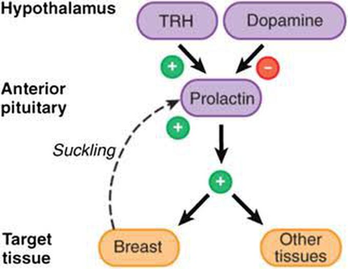 Prolactin regulations