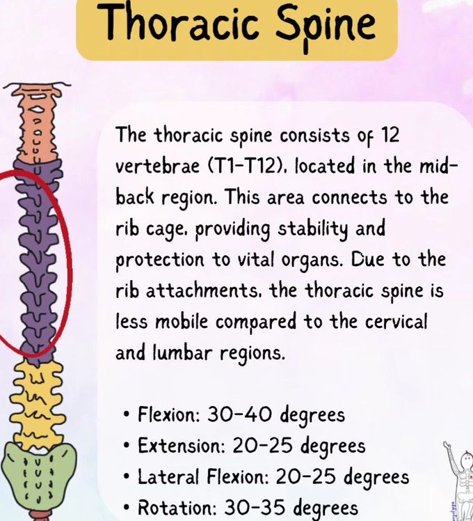 Parts of Spine III