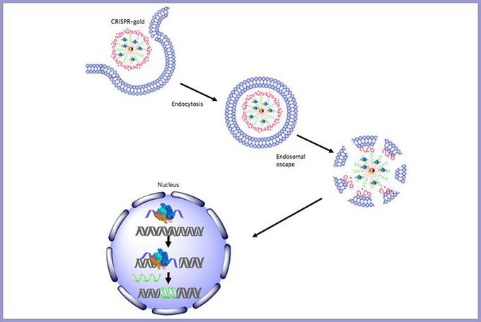 CRISPR-Gold fixes Duchenne muscular dystrophy mutation in mice