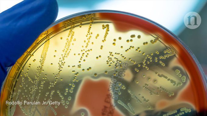 Flesh-eating bacteria thrive on pain