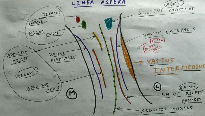 Linea Aspera attachment diagram ( Femur bone )