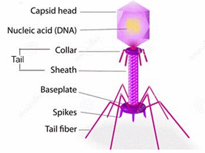 bacteriophages