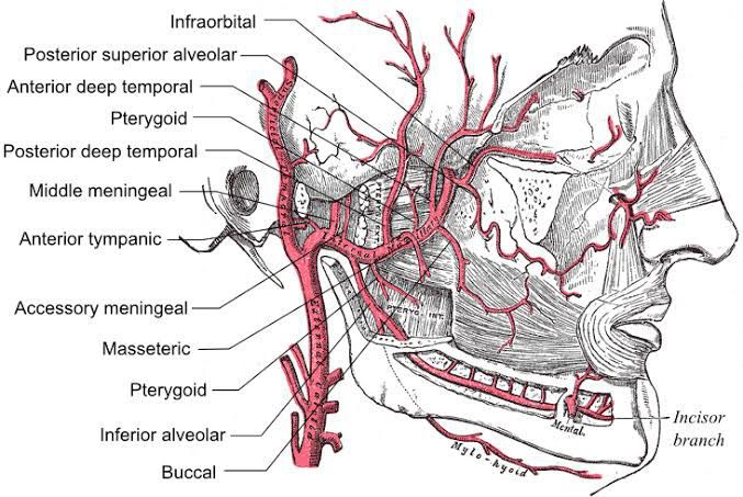 Branches Of Maxillary Artery Medizzy 0651