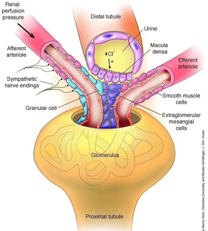 Glomerular Filteration