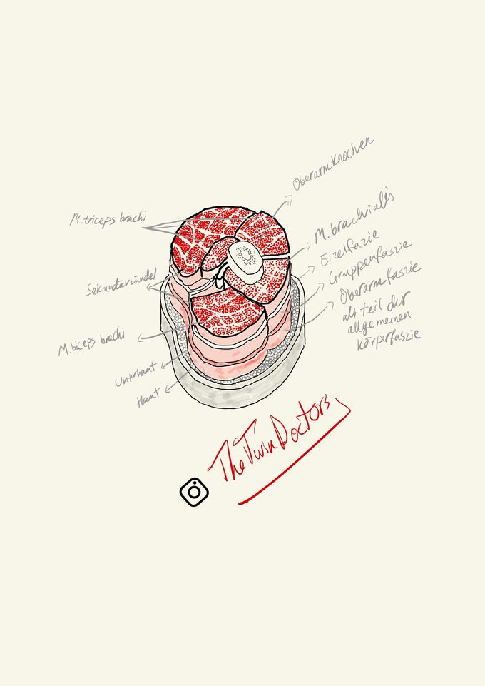 the muscles of the upper arm