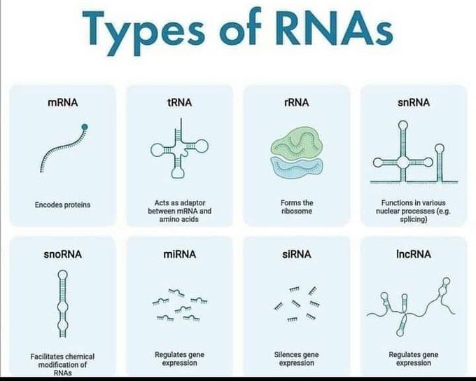 Types of RNAs