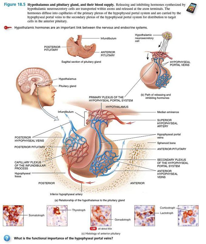 Hypothalamus and pituitary gland
