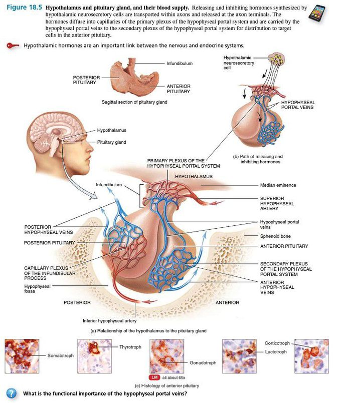 pituitary gland and hypothalamus hormones