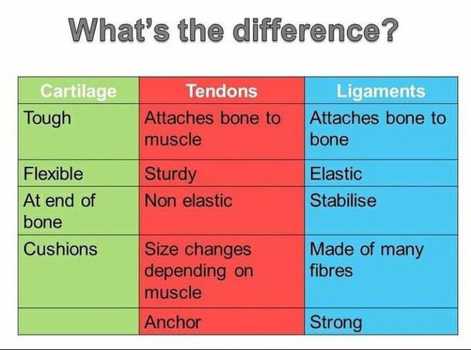 Differences between cartilages, tendons and ligaments