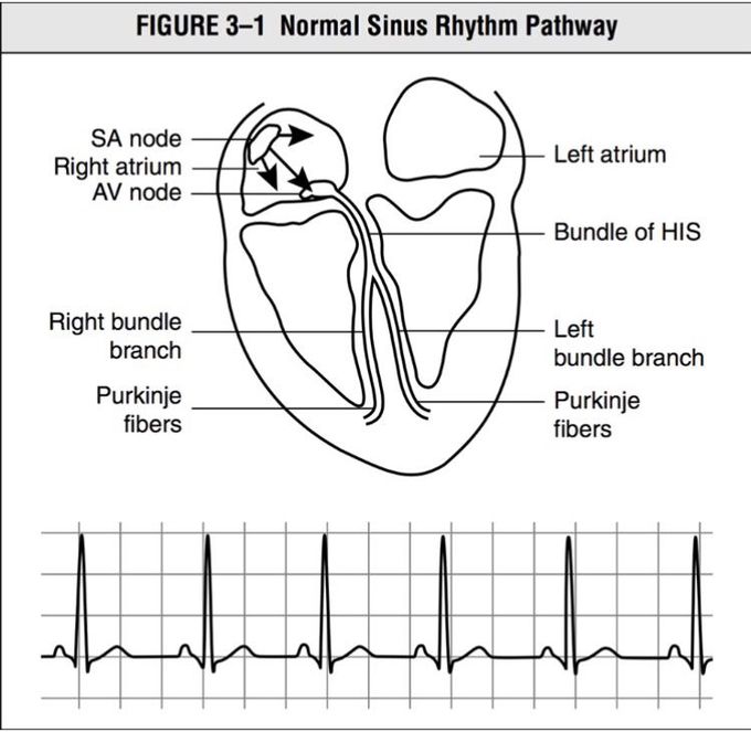 Normal Sinus Rhythm Pathway