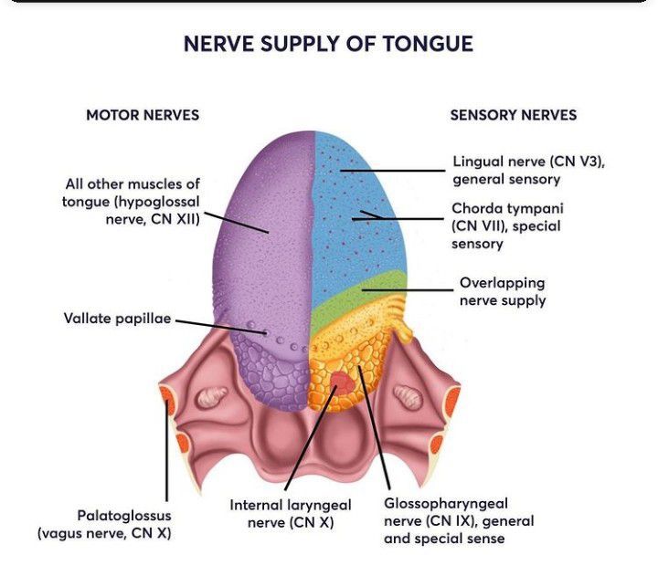Nerve supply of tongue