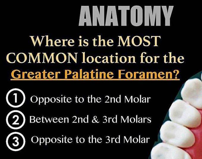 Dental anatomy