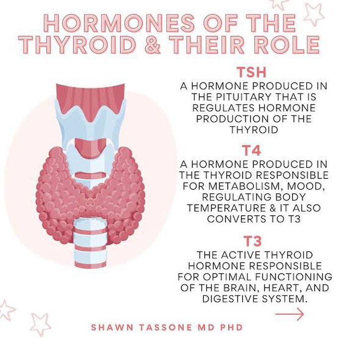 Thyroid Hormone Role